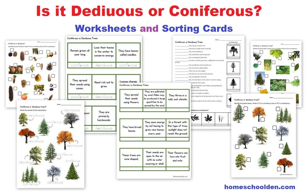 Is it Deciduous or Coniferous - Worksheets and Sorting Cards