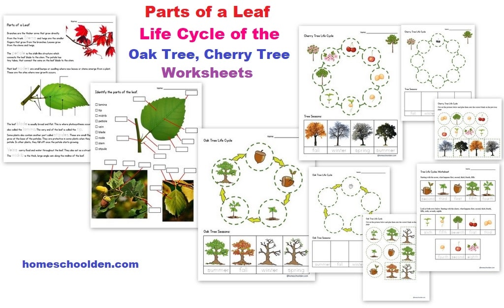 Parts of a Leaf Worksheet - Life Cycle of the Oak Tree - Life Cycle of the Cherry Tree Worksheets