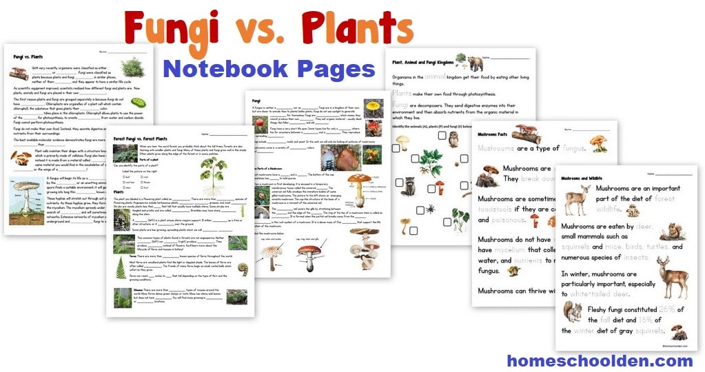 Plants vs Fungi Notebook Pages