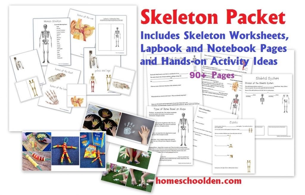 Skeletal System Unit with Worksheets Hands On Activities Lapbook