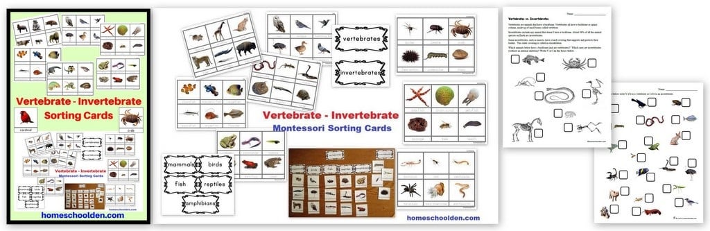 https://homeschoolden.com/wp-content/uploads/2023/09/Vertebrate-Invertebrate-Sorting-Cards-and-Worksheets.jpg