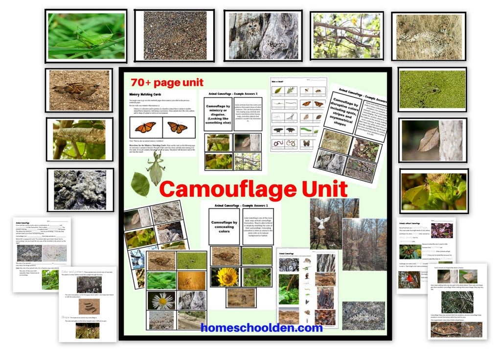 Camouflage Unit - worksheets and cards