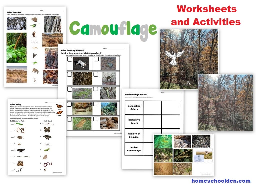 Camouflage and Mimicry Worksheets and Activities