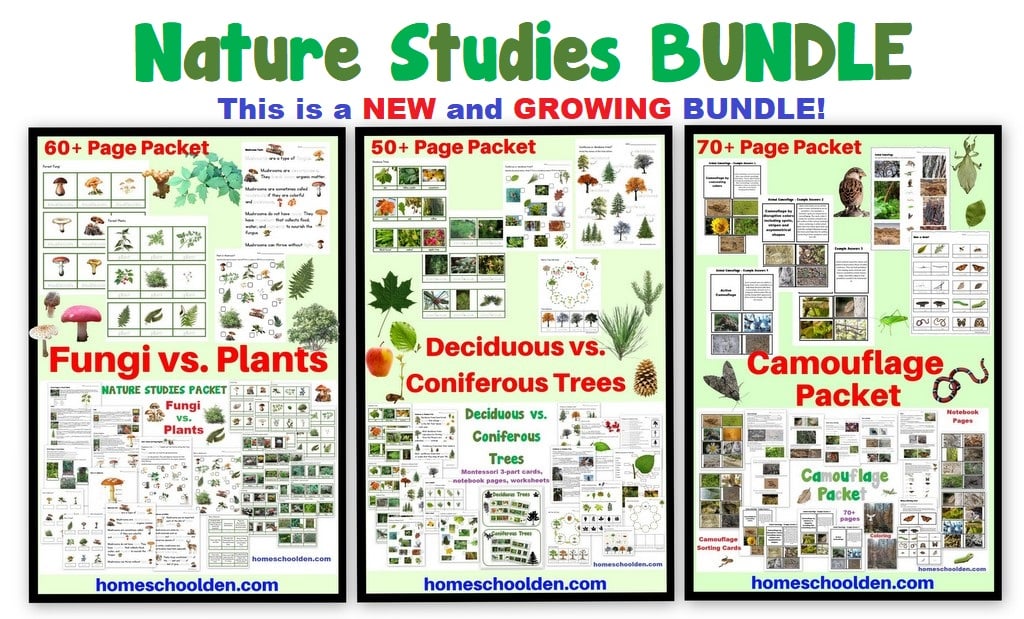 Nature Studies BUNDLE - Fungi Coniferous Deciduous Trees Camouflage