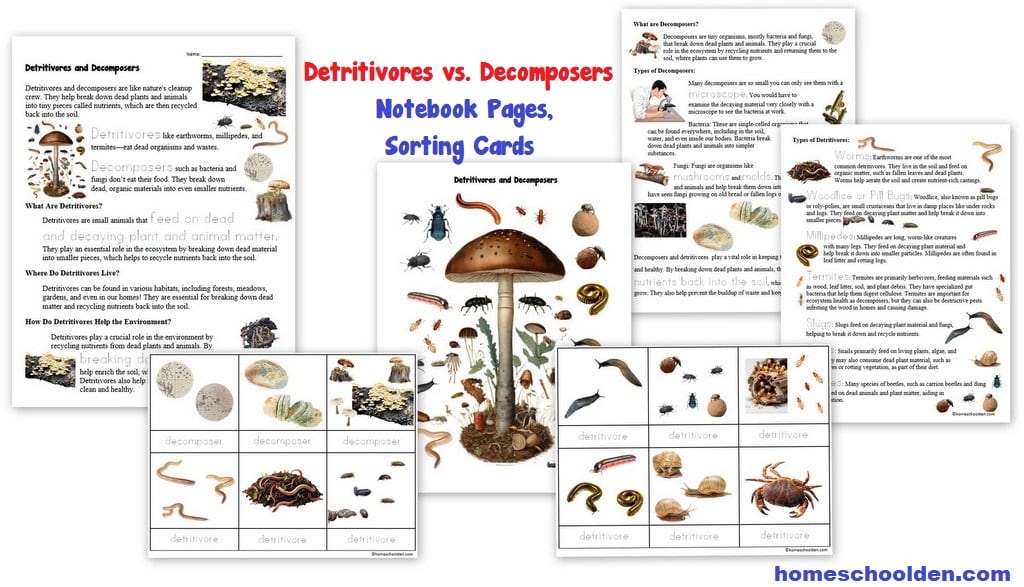 Detritivore vs Decomposer Notebook Pages Sorting Cards
