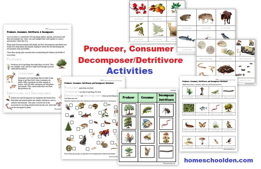 Producer Consumer Decomposer Detritivore Activities