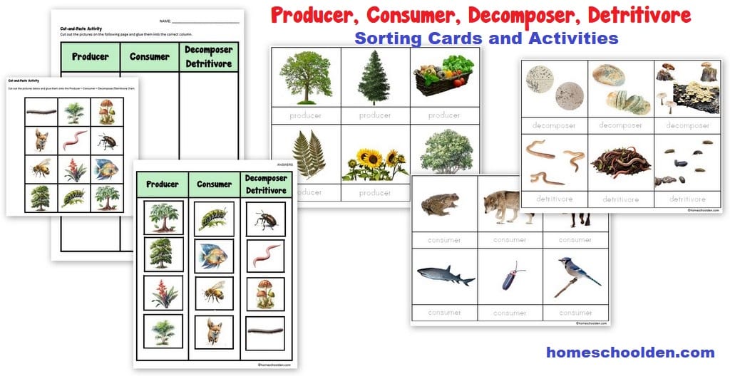 Producer Consumer Decomposer Detritivore Sorting Cards and Activities
