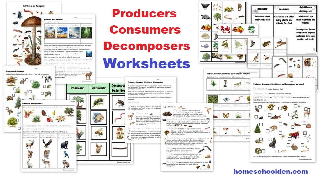 Producer Consumer Decomposer Worksheet Set