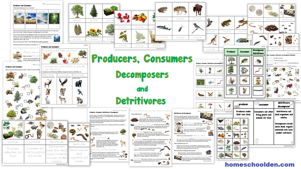 Producers Consumers Decomposers Detritivores Packet