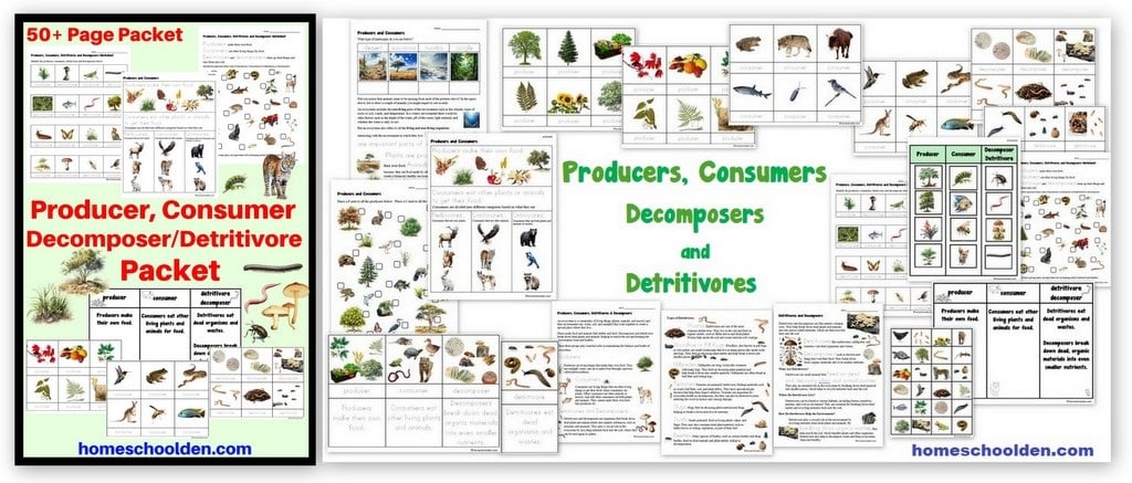 Producers Consumers Decomposers Detritivores Worksheet Packet