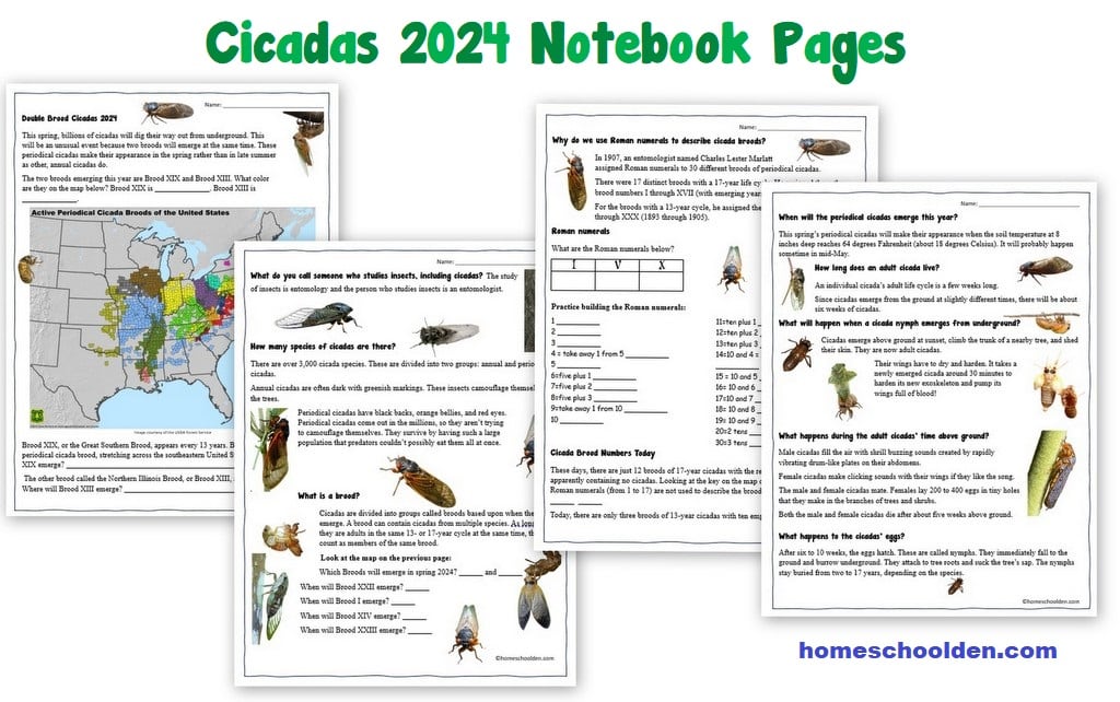Cicada 2024 Notebook Pages
