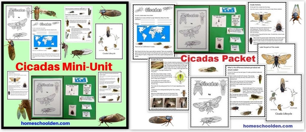 Cicadas Mini-Unit Worksheets