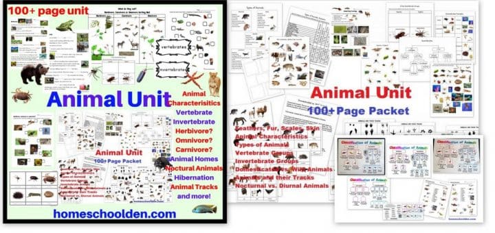 Animal Worksheet Packet