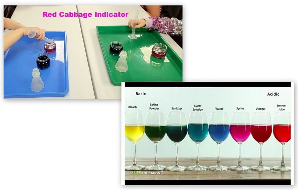 Red Cabbage Indicator Activity