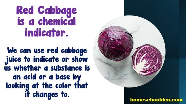 Red Cabbage Indicator