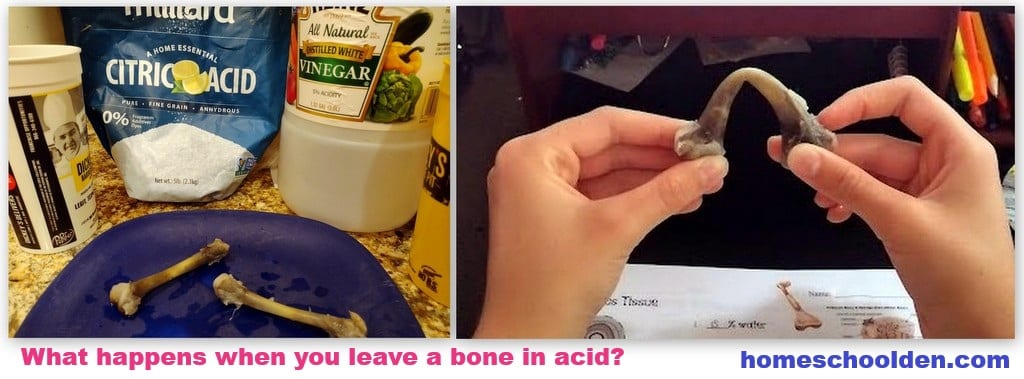 bone in acid - demonstration